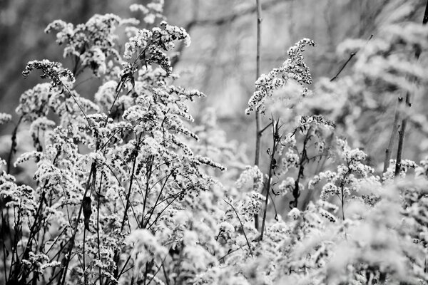 Flores en la nieve en un día helado