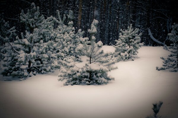 Nieve de invierno de madera helada