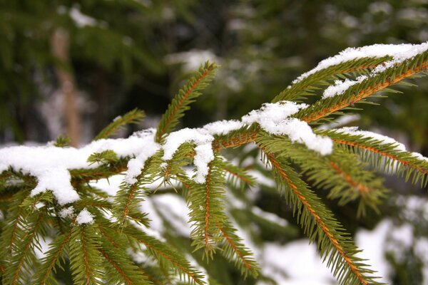 Snow-covered and green spruce branch