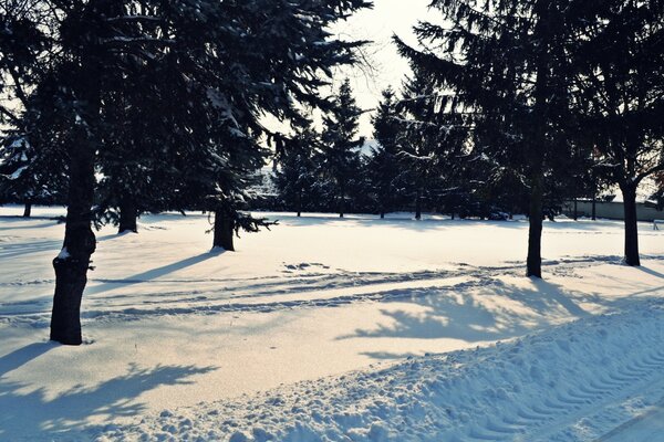 Clima soleado de invierno. Árboles en la nieve