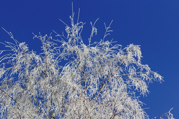 Frost-covered branches against a blue sky background