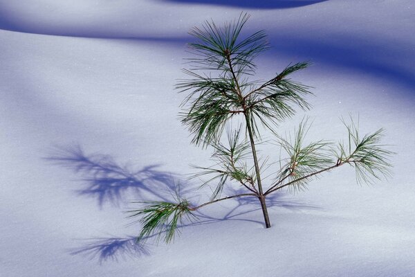 Spruce branch on the background of snow