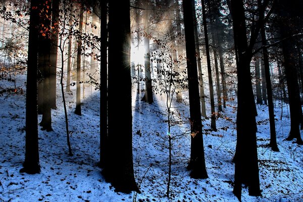 Raios de sol entre as árvores escuras na floresta de Inverno