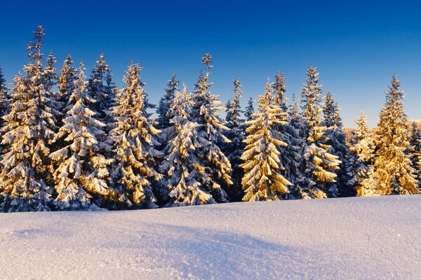 Snow-covered trees in the winter forest