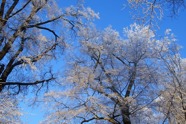 Winter trees in frost against the sky