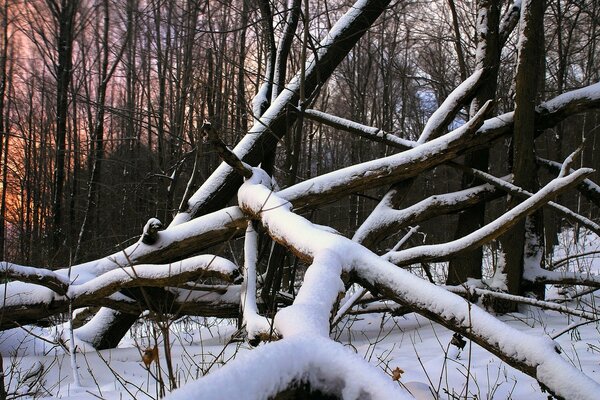 Abendwald mit einem Haufen gebrochener Bäume