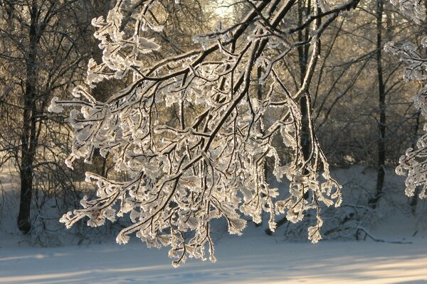 A branch covered with frost close-up