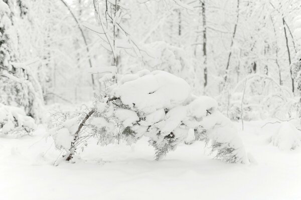 Les arbres sont pliés sous le poids de la neige