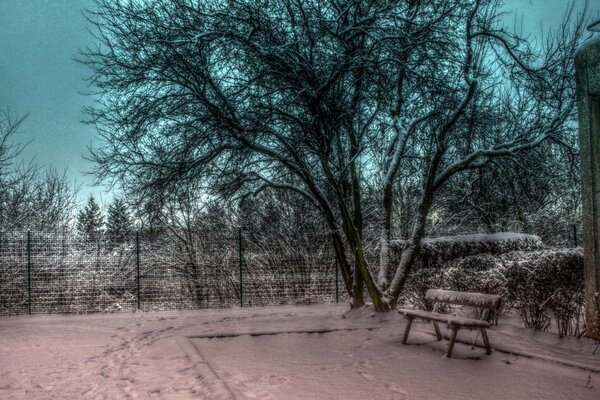 Paesaggio invernale di alberi freddi