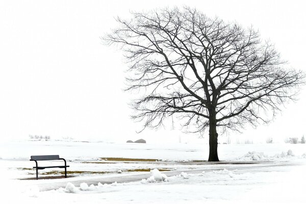 Paisaje de invierno con árbol y banco