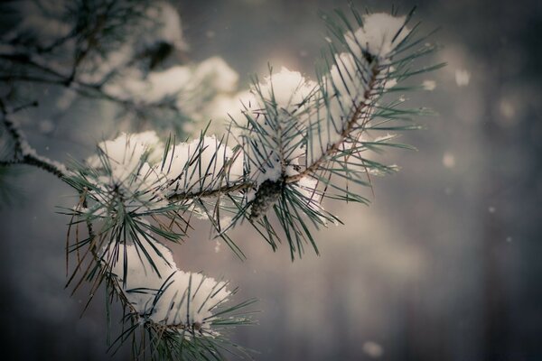 Eine Windelfichte, die mit Schnee bedeckt ist