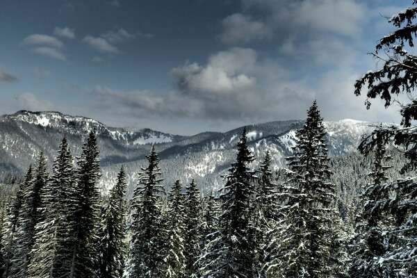 Snow-covered century-old fir trees on the background of mountains