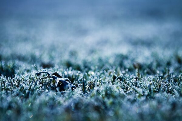 Grass covered with frost close-up