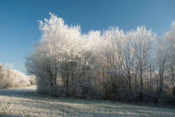 Winterwald an einem frostigen Tag