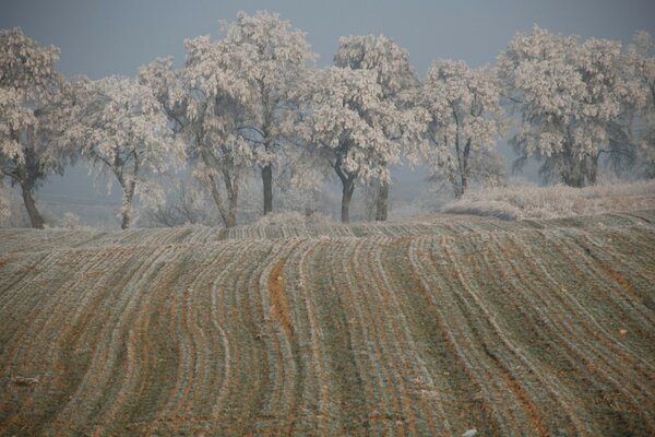 Winterfeld auf dem Hintergrund der Bäume