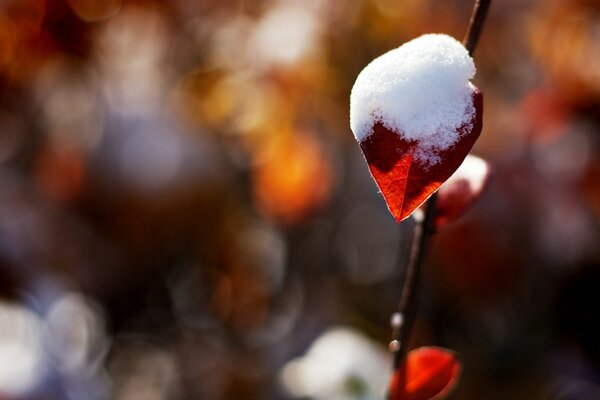 Ein kleines Blatt wurde mit Schnee bedeckt