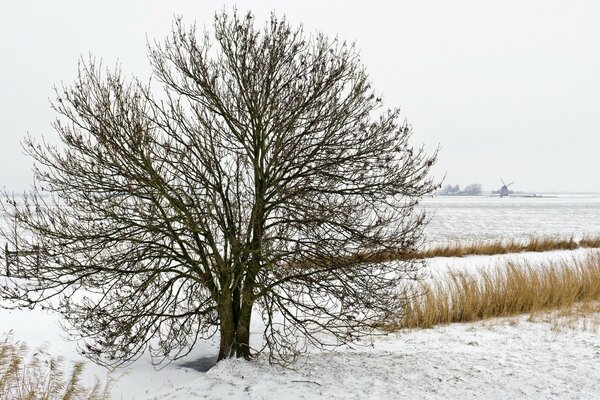 The tree shrank from the frost