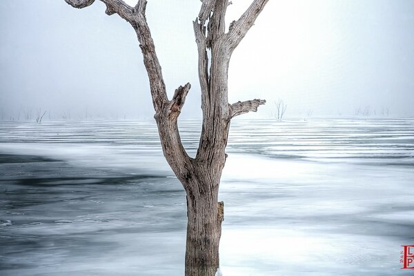 A dry tree in a frozen lake