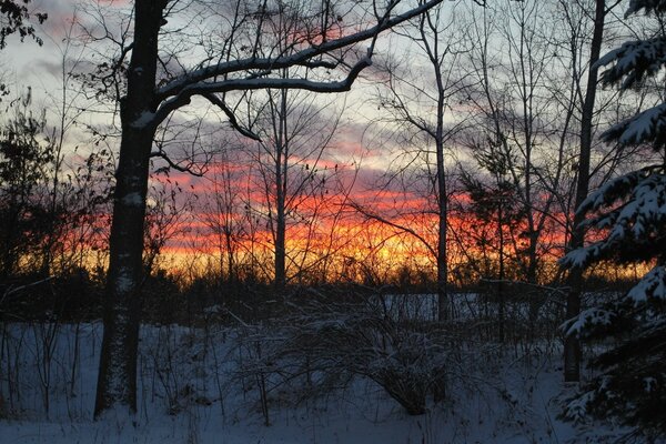 Dawn in the cold winter forest