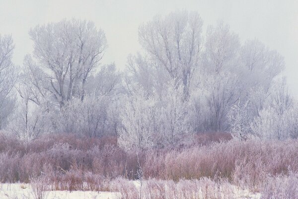 Paisaje de madera de invierno