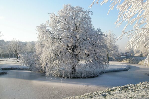 Invierno soleado. Escarcha blanca en los árboles. Río congelado