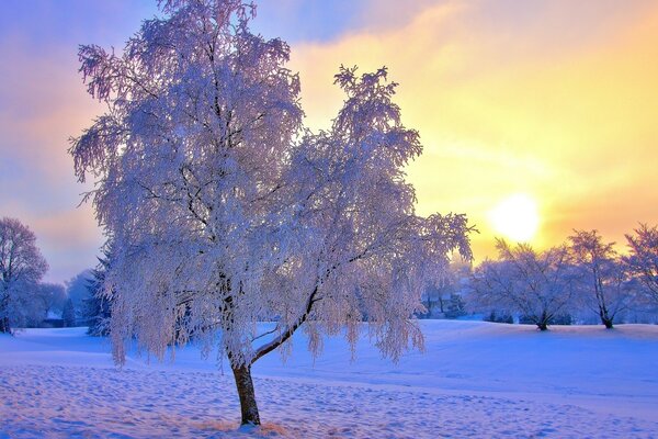 Árvore na floresta de inverno ao amanhecer