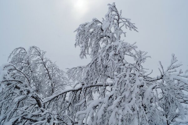 Schneebedeckter Baum im kalten Winter