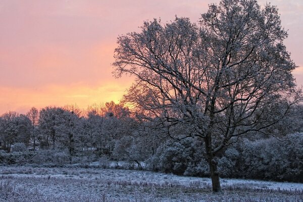 Tramonto invernale e albero nella neve