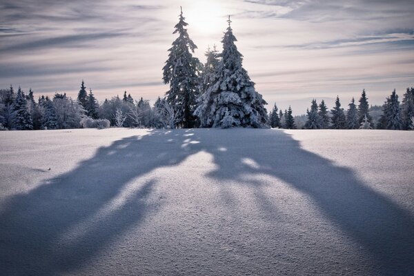 Frozen forests and fields in winter