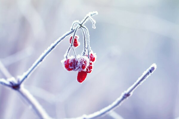 Baies rouges zindevevshie. Givre blanc