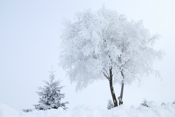 Árbol de invierno cubierto de escarcha