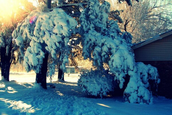 Branches bend under the weight of snow