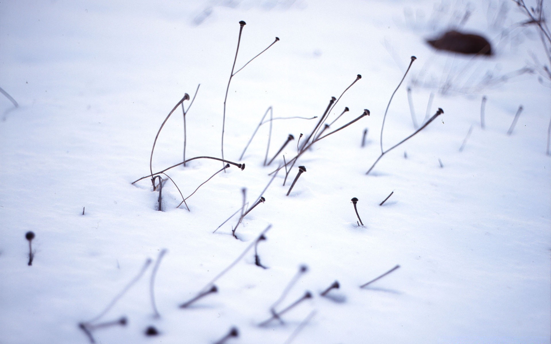 inverno neve ghiaccio freddo gelo tempo natura congelato paesaggio