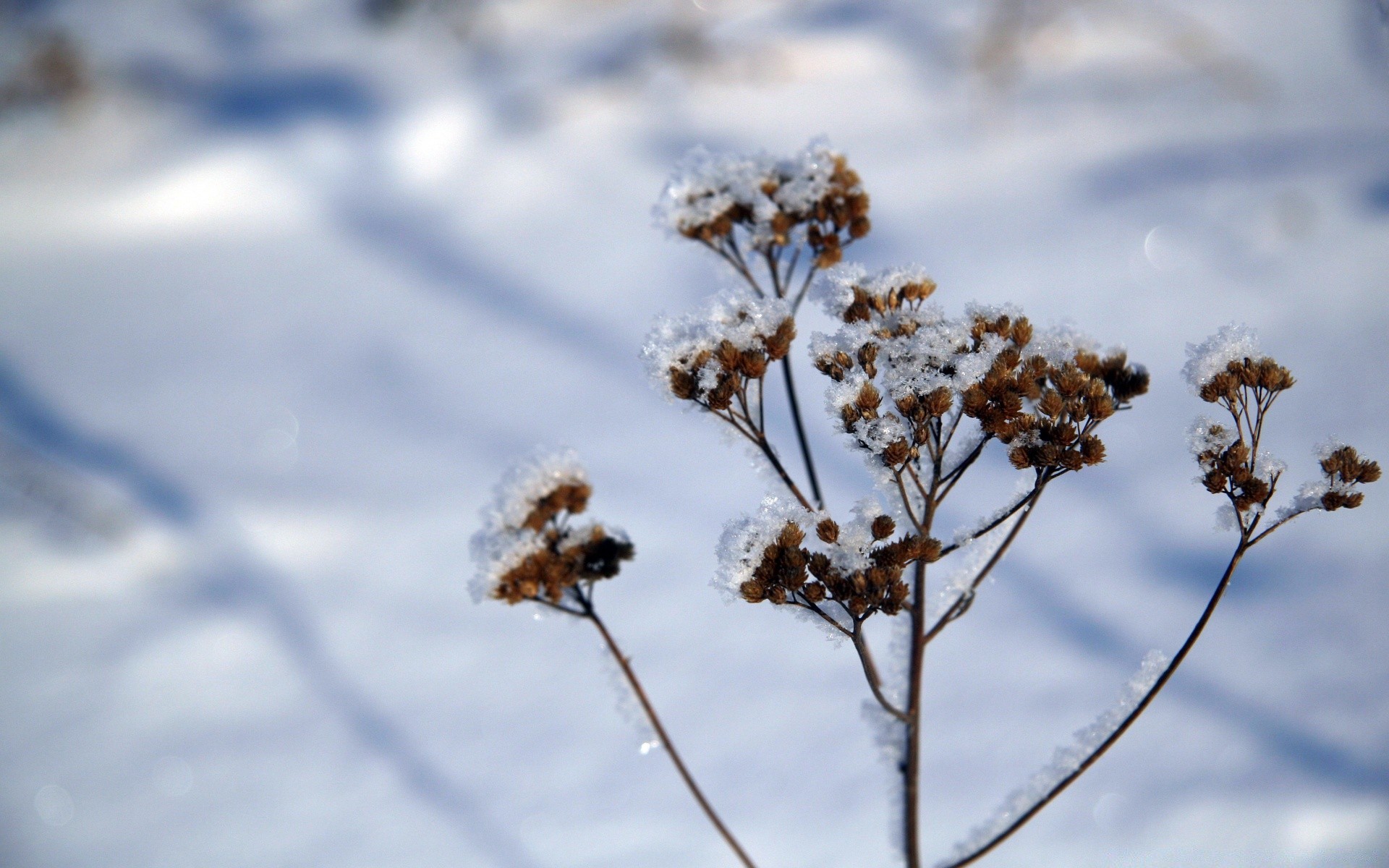 zima natura na zewnątrz niebo dobra pogoda lato kwiat słońce flora sezon śnieg drzewo mróz pole błękitne niebo jasne świt krajobraz słoneczny