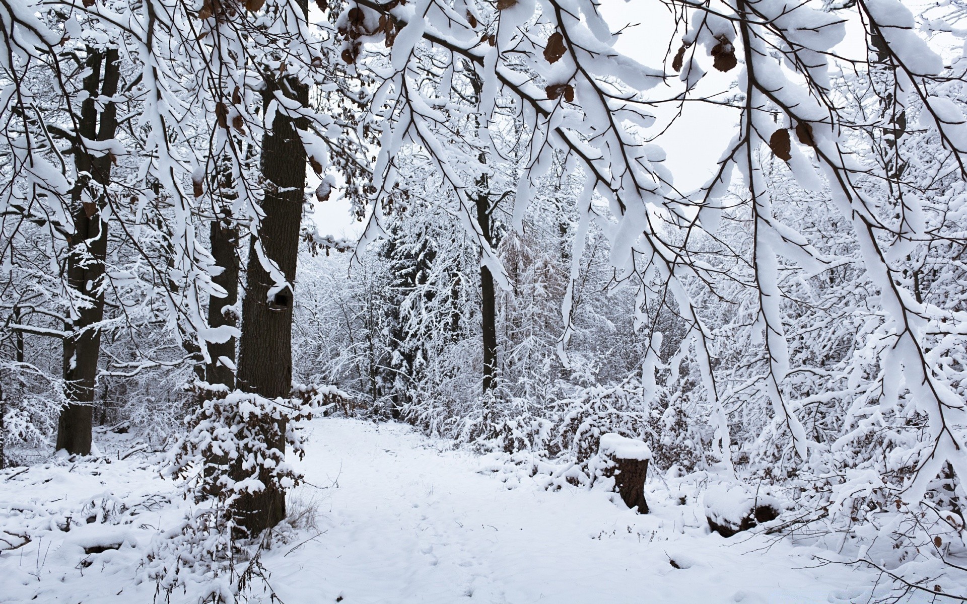 winter snow cold frost frozen tree wood season ice weather landscape branch snowy snowstorm frosty snow-white icy scenic scene