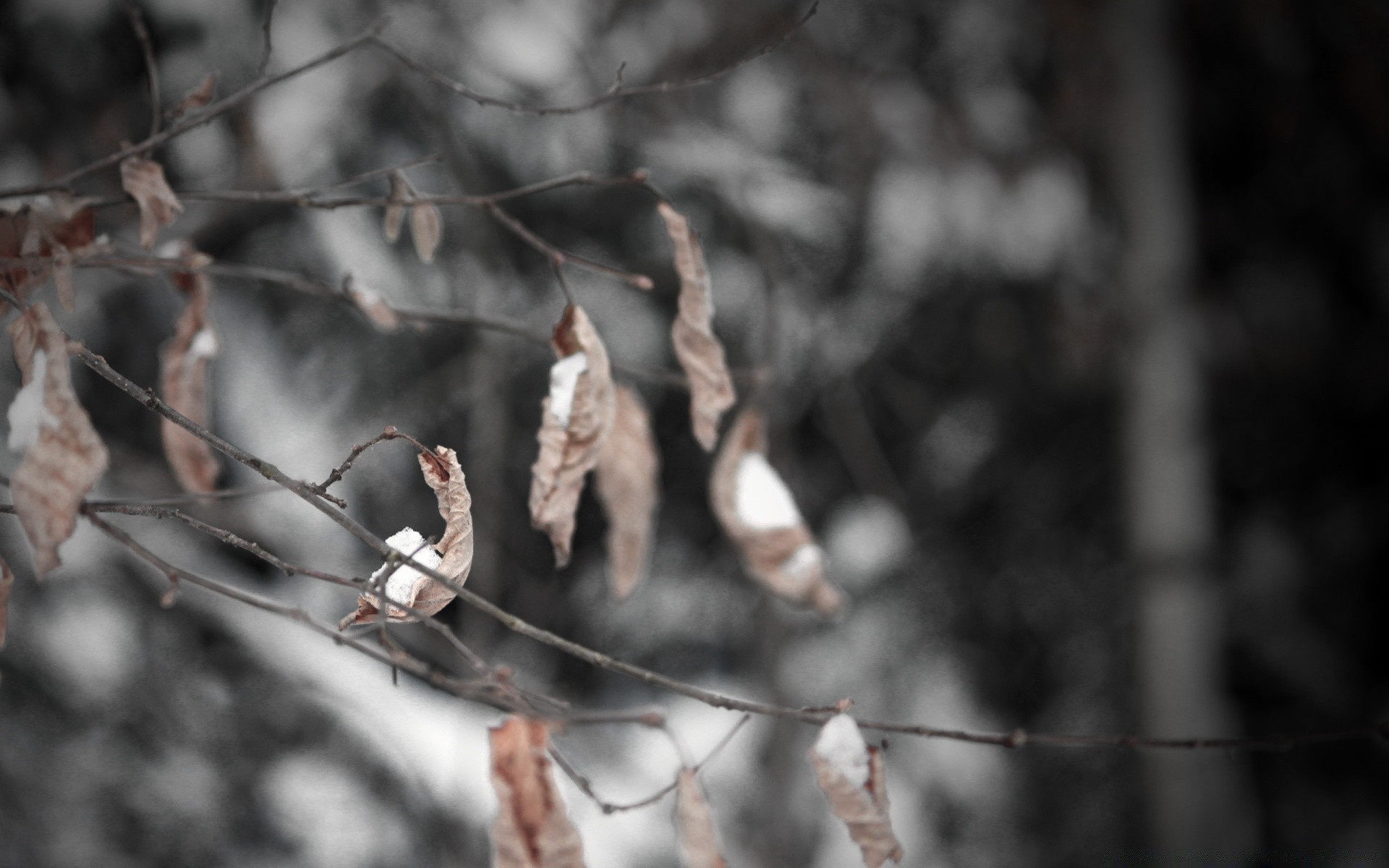 winter tree nature snow outdoors fall cold branch frost season wood bird weather park leaf environment frozen