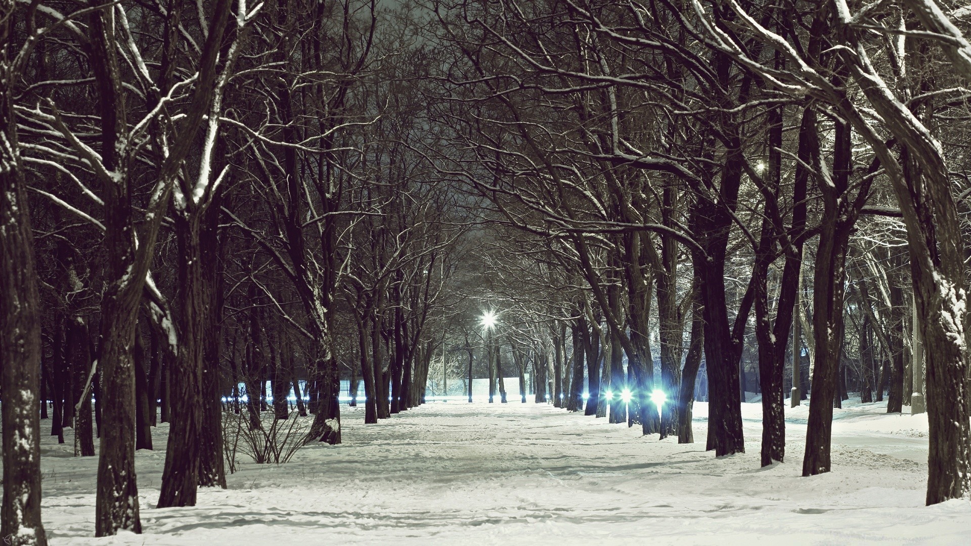 inverno albero legno neve nebbia stagione alba parco nebbia paesaggio ramo gelo freddo autunno meteo guida natura strada congelato all aperto