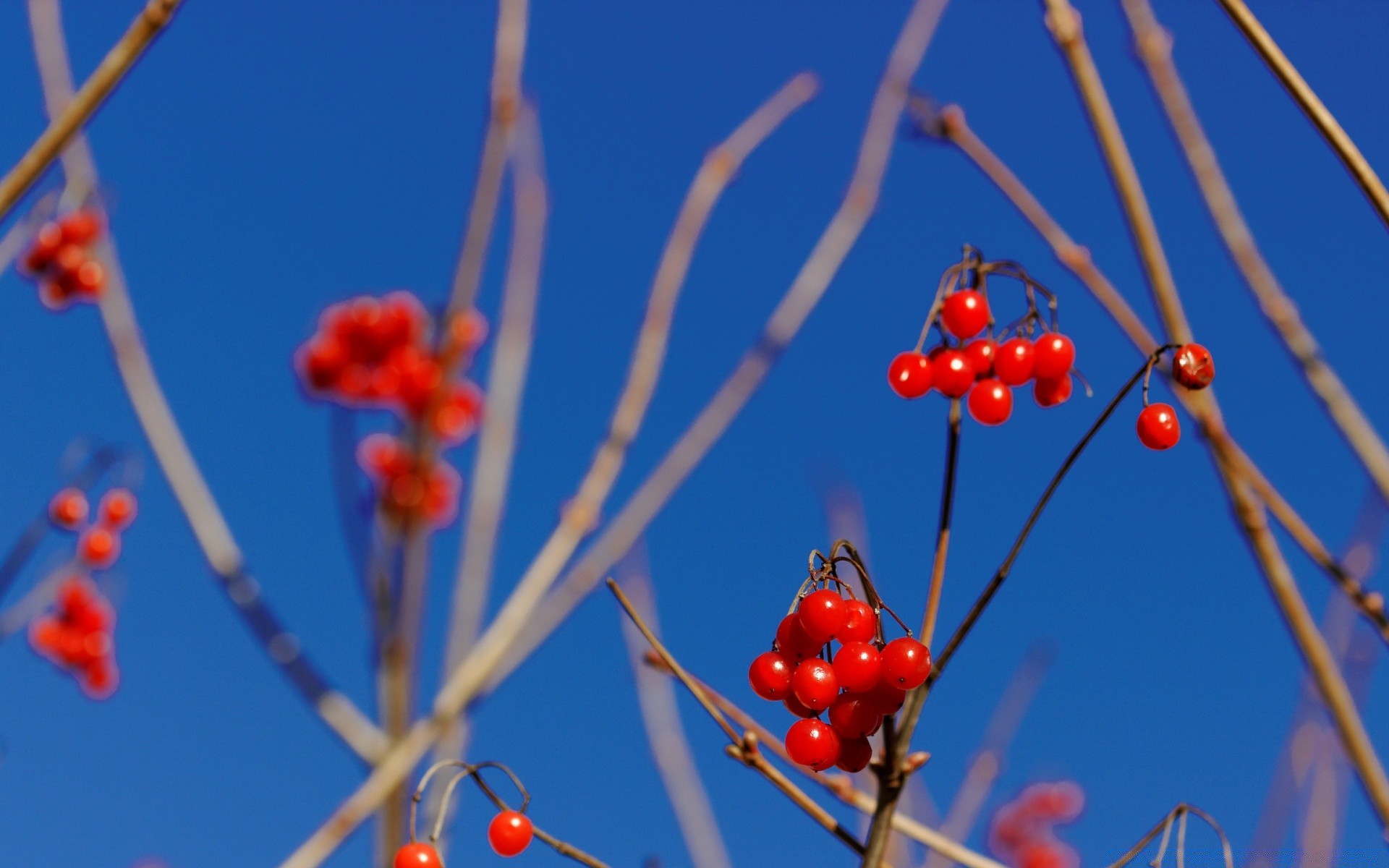 winter branch nature outdoors tree rowan leaf flora rowanberry berry snow flower