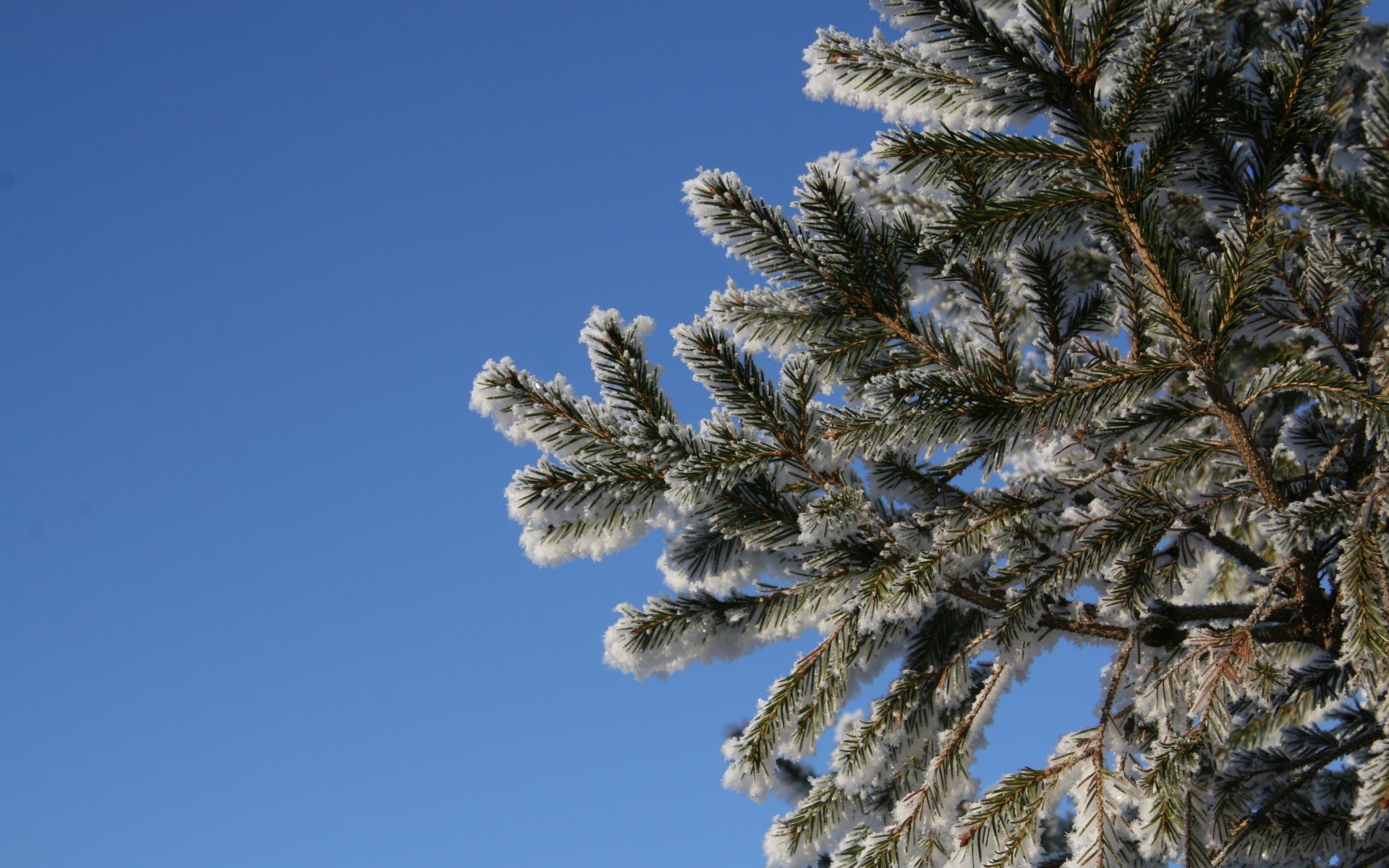 hiver arbre nature neige gel à l extérieur evergreen ciel saison conifères branche aiguille pin paysage bois