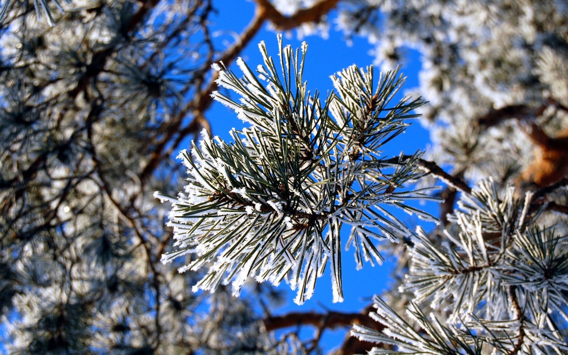 kış ağaç şube sezon çam doğa iğneler noel frost evergreen açık havada kozalaklı kar ahşap ladin köknar kozalaklı flora parlak