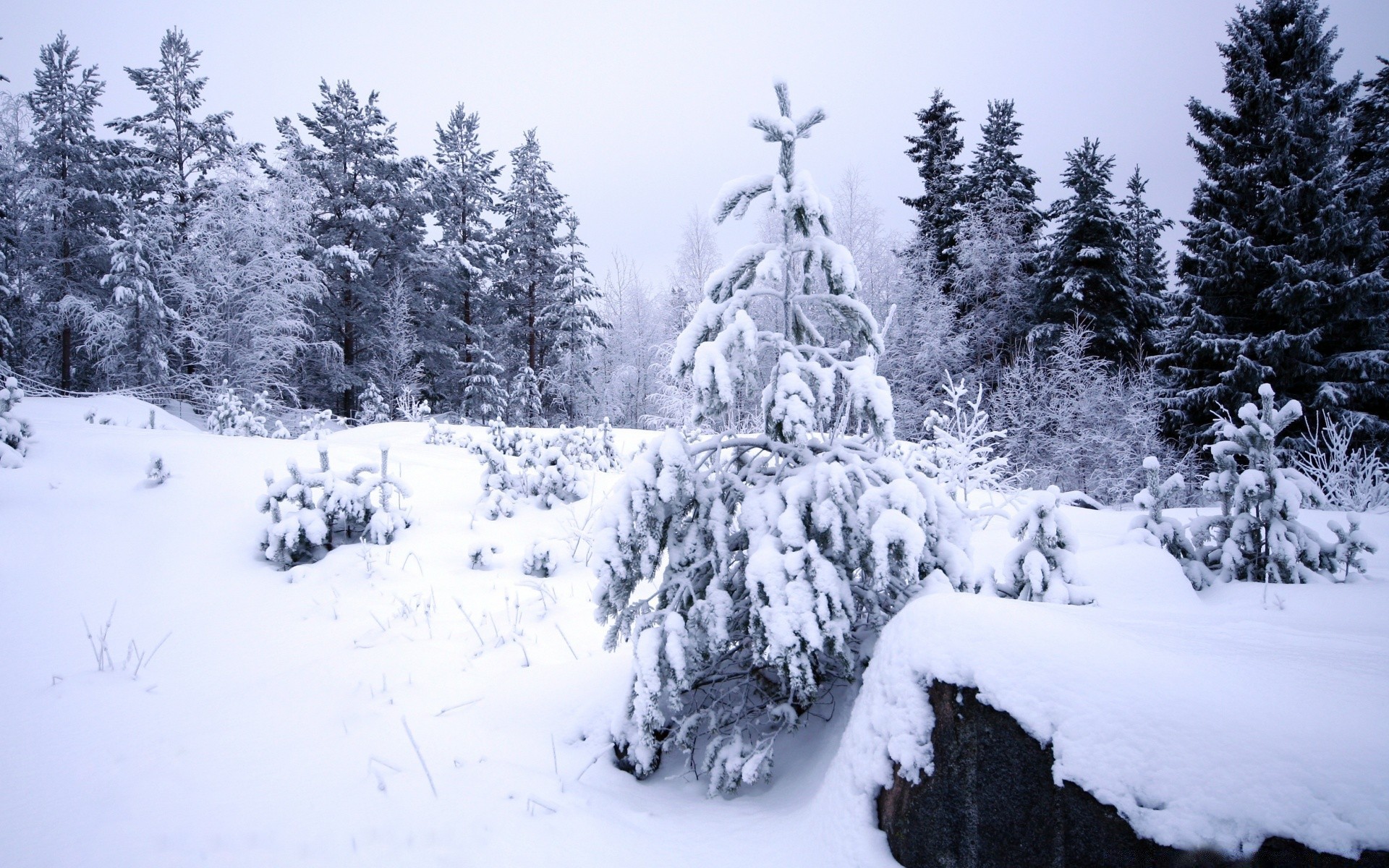 hiver neige froid bois bois congelés scénique gel neigeux glace paysage météo evergreen montagne sapin saison épinette conifère colline pin