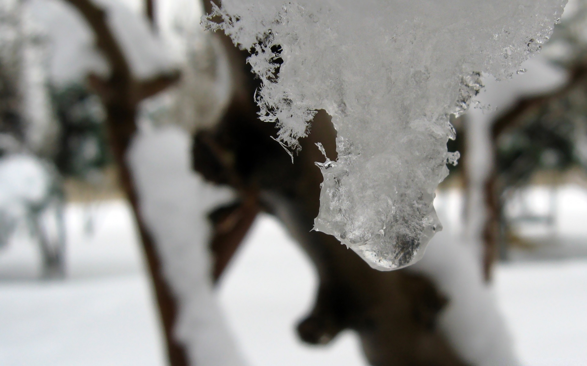 hiver neige gel froid glace congelé glaçon météo voyage à l extérieur flou arbre nature givré cristal glacial environnement