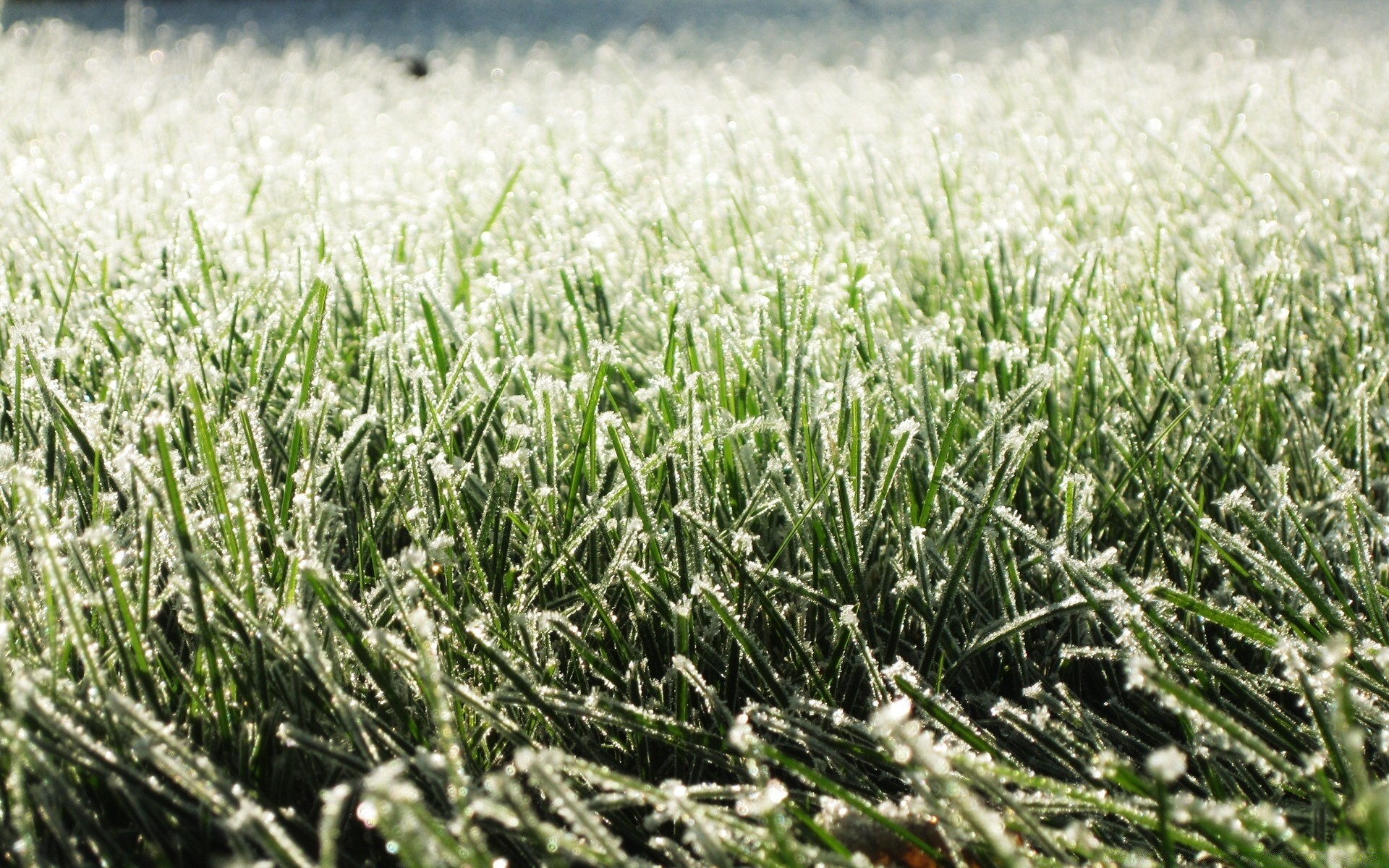 hiver champ herbe pâturage rural nature flore été agriculture saison croissance ferme foin à l extérieur céréales gros plan sol environnement nourriture récolte