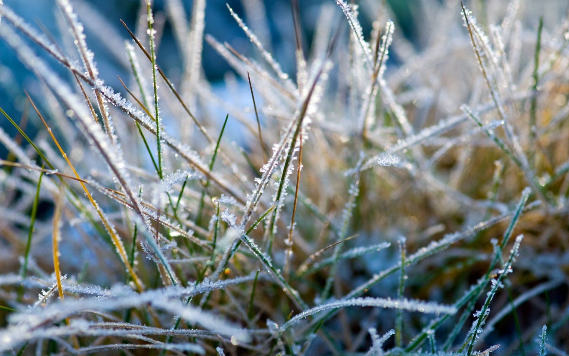 иней зима трава frost winter grass без смс