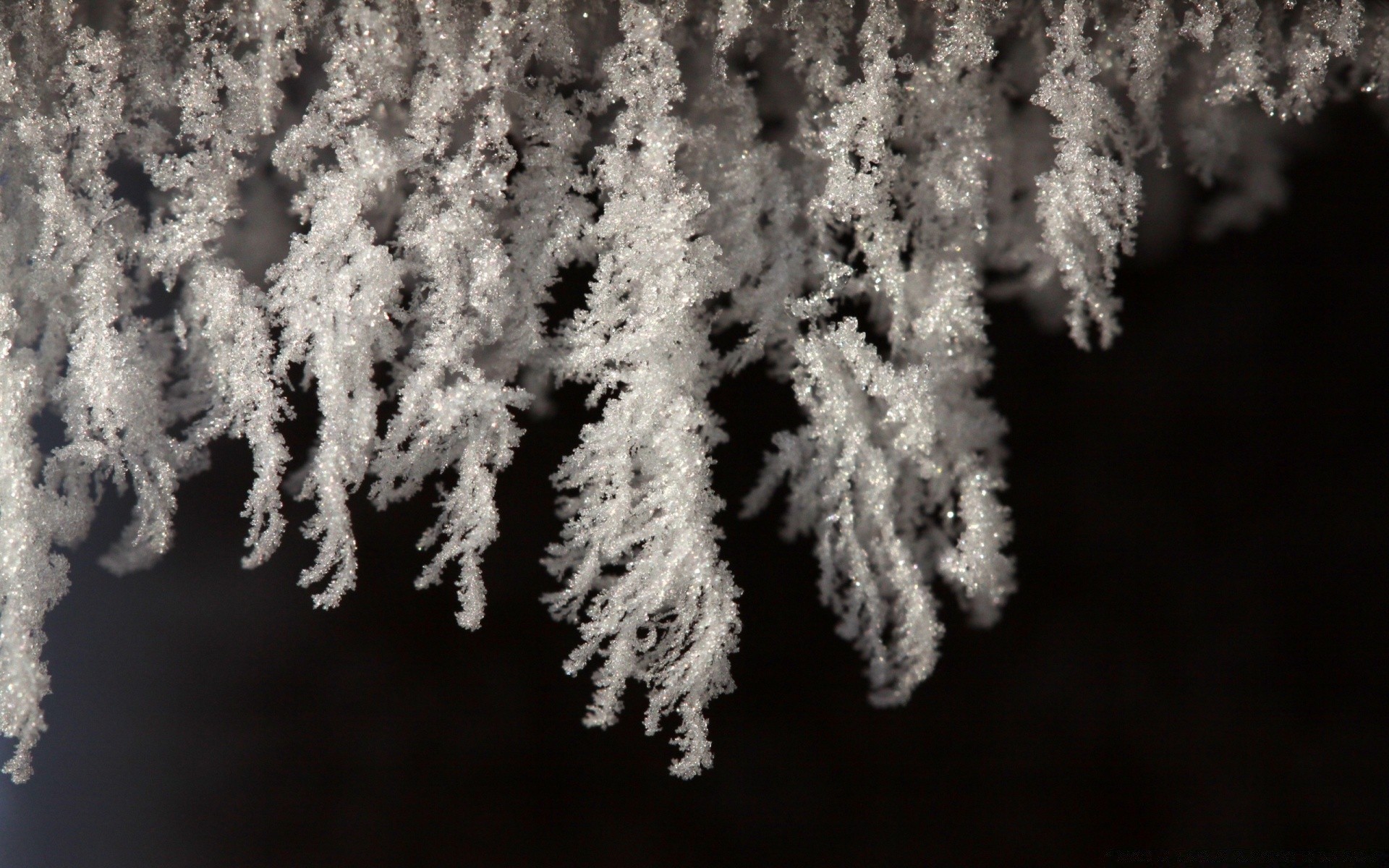 inverno gelo neve natura foglia congelato natale freddo ghiaccio meteo albero stagione all aperto luminoso gelido legno fiocco di neve evergreen flora