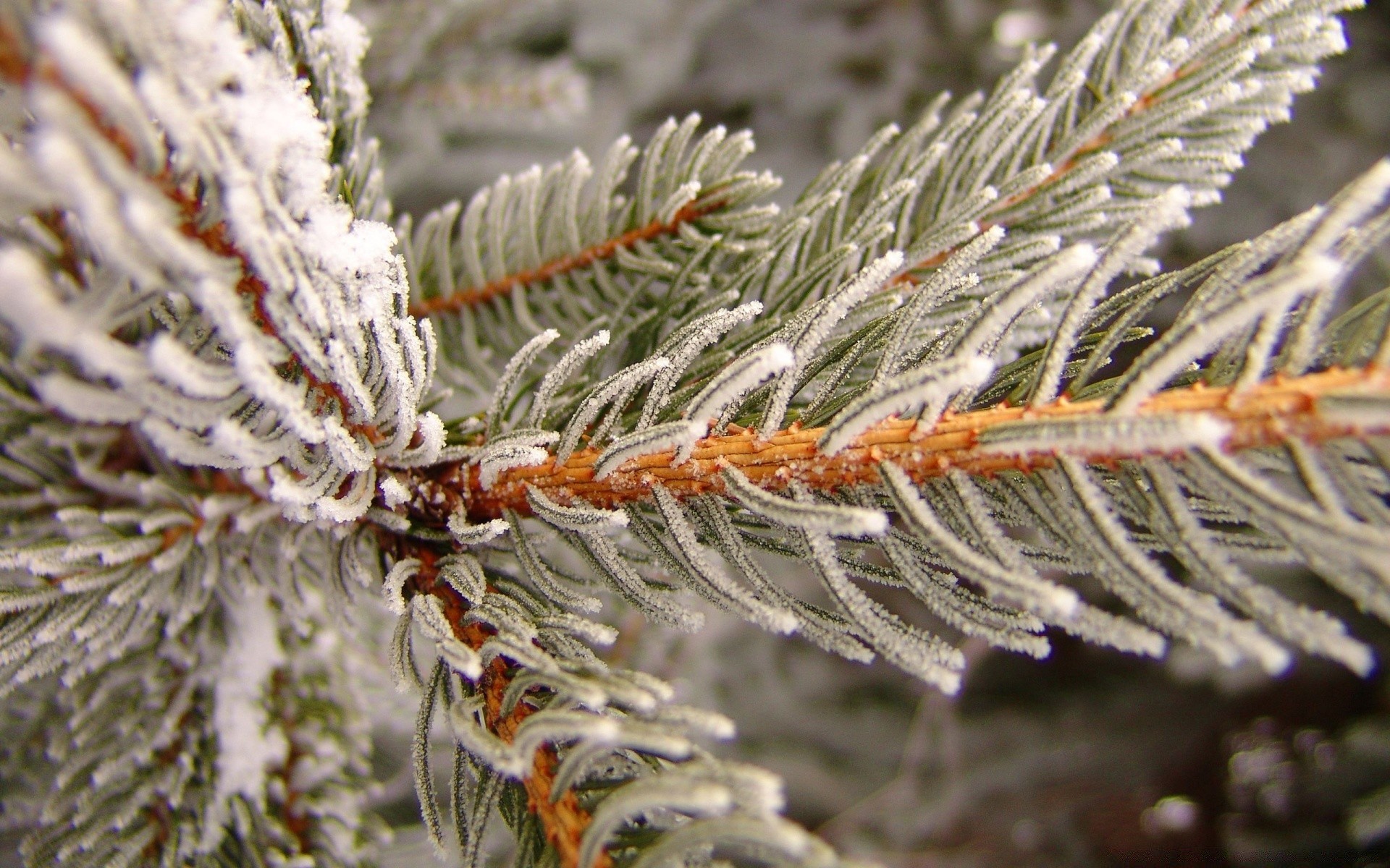 invierno navidad pino agujas árbol temporada evergreen naturaleza escarcha abeto rama abeto coníferas decoración coníferas cono nieve vacaciones primer plano