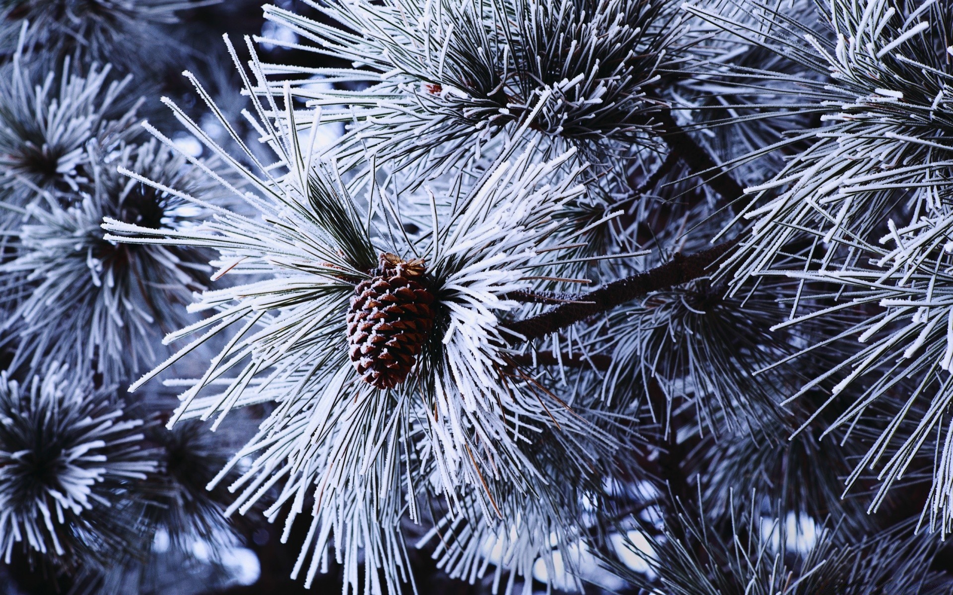 inverno natale albero ago pino vacanza decorazione conifere gelo natura evergreen cono ramo abete stagione sharp abete neve desktop