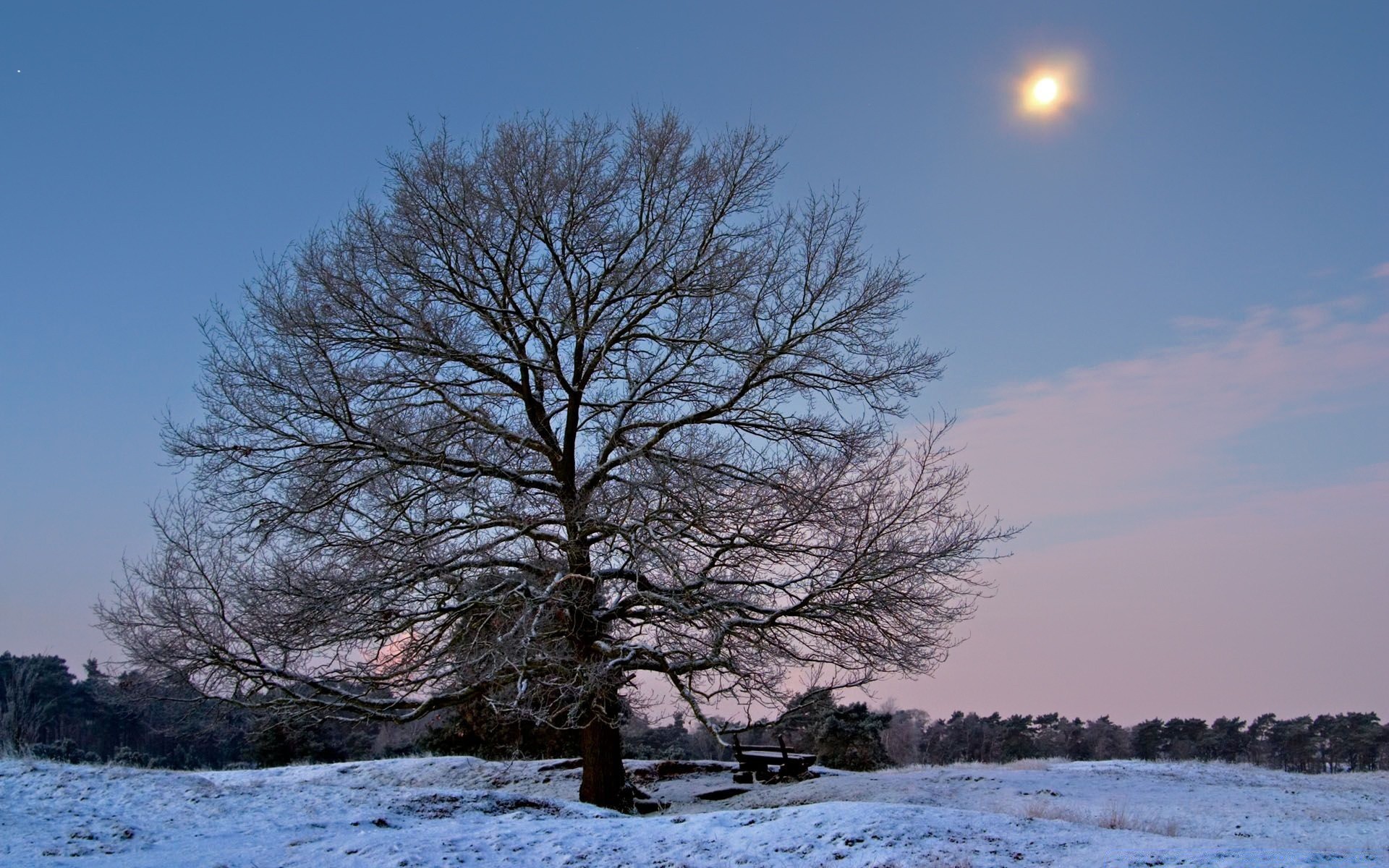 hiver neige paysage arbre gel froid nature glace congelé à l extérieur bois météo aube lac saison eau branche parc solitude