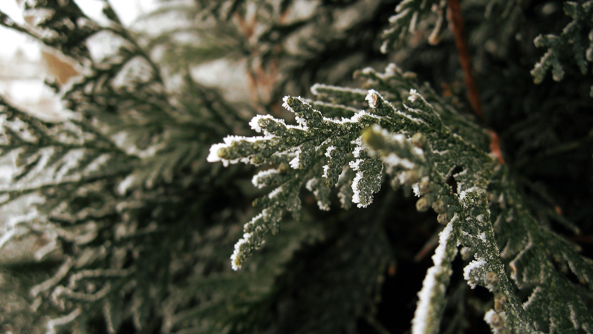 winter baum weihnachten frost evergreen kiefer schnee nadeln saison nadelholz zweig natur tanne blatt im freien holz dekoration kälte fichte