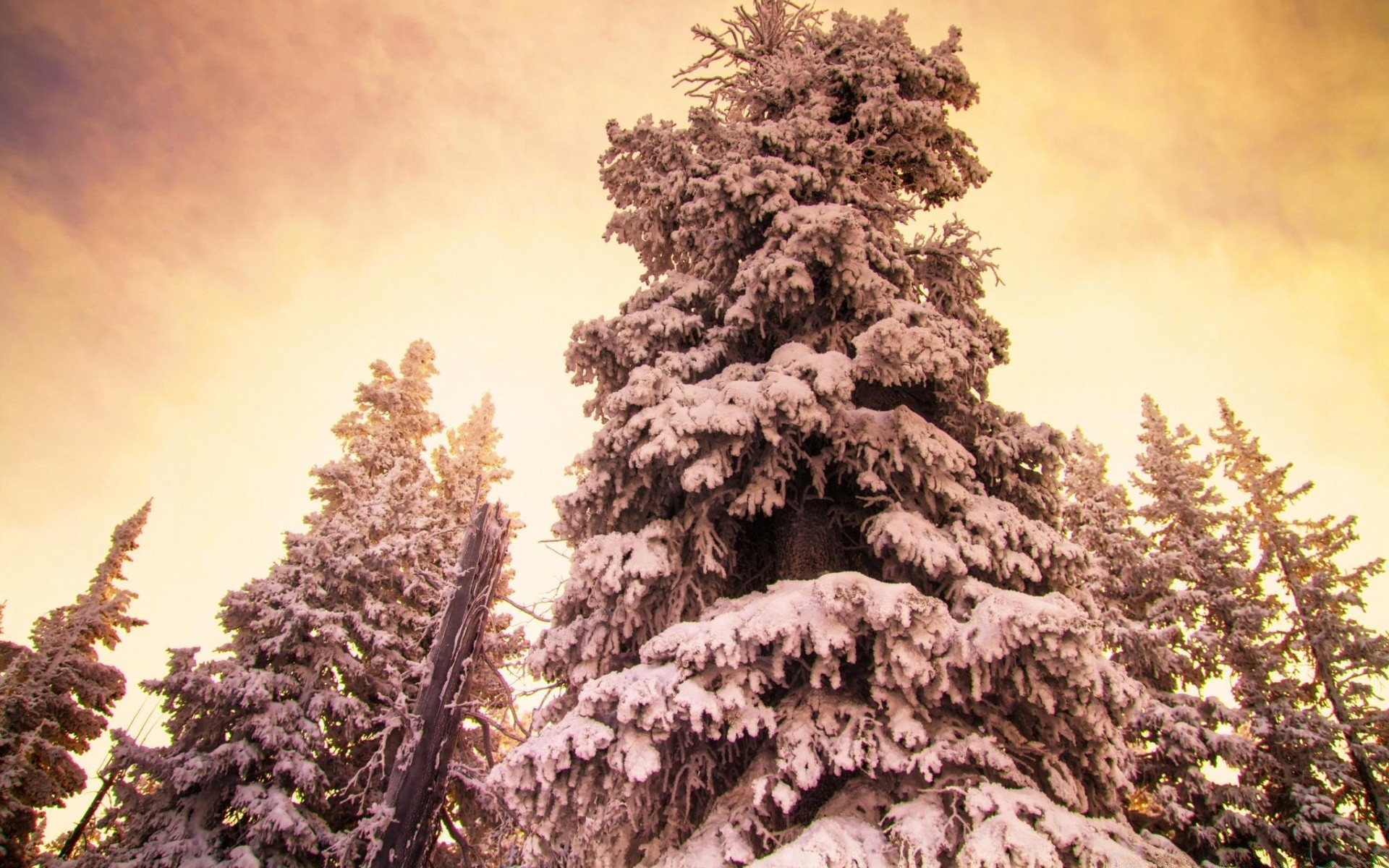 inverno madeira madeira paisagem natureza neve ao ar livre temporada pinho cênica evergreen coníferas parque ramo